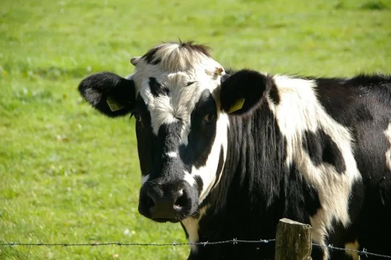 提问奶牛打嗝排出多少甲烷